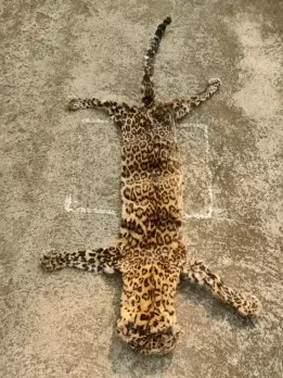 Leopard skin seized, two held in Odisha